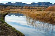 Bosque del Apache Photo